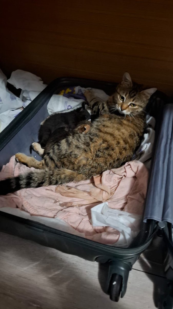 Dört yavru kedi yuva arıyor, henüz 2 haftalıklar sadece. 

Ankara

iletişim: +90 549 549 10 48