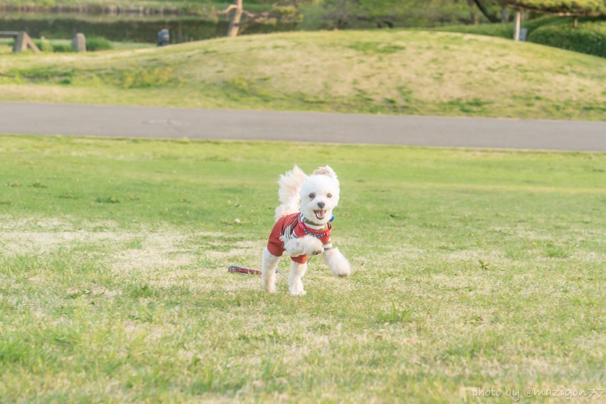 becchi0922's tweet photo. 綺麗にかわいく撮ってもらった

#マルプー
#マルペキ
#マイクロブタ https://t.co/FNJ9kpcEb8
