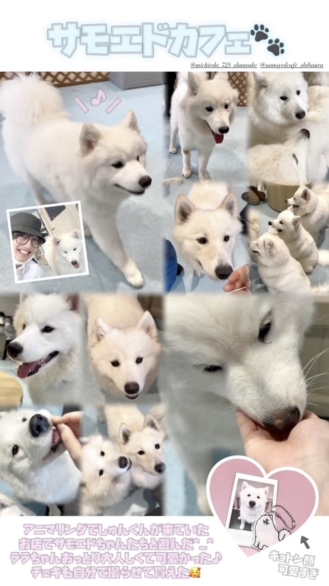 mysweetshun's tweet photo. サモエドカフェ楽しかった〜🐶🤍
撮ったチェキが可愛すぎてお気に入り🎶
#道枝駿佑 #サモエドカフェ
#animaling__tbs https://t.co/dSLAANVq17