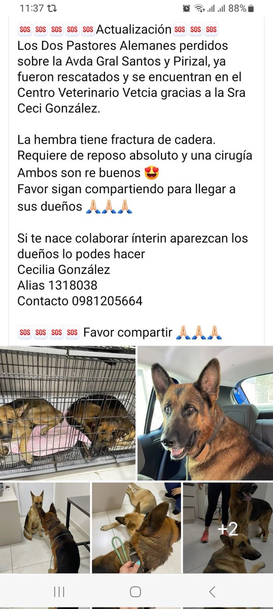 Necesitan contactar con su dueño! 
Tiene fractura de cadera la hembra que fue chocada y requiere cirugía!
<a href="/perdidospy/">Mascotas Perdidas Py 🇵🇾</a> <a href="/patitaperdidas/">Patitas perdidas</a> <a href="/mascotitaspy/">Buscando a tu Mascota Py</a> <a href="/MarcoHuellasPy/">Marcando Huellas</a> <a href="/animalclubpy/">Animal Club Py</a> <a href="/TiFaNiiii/">Stephie Bogado Tervit #80547</a>
