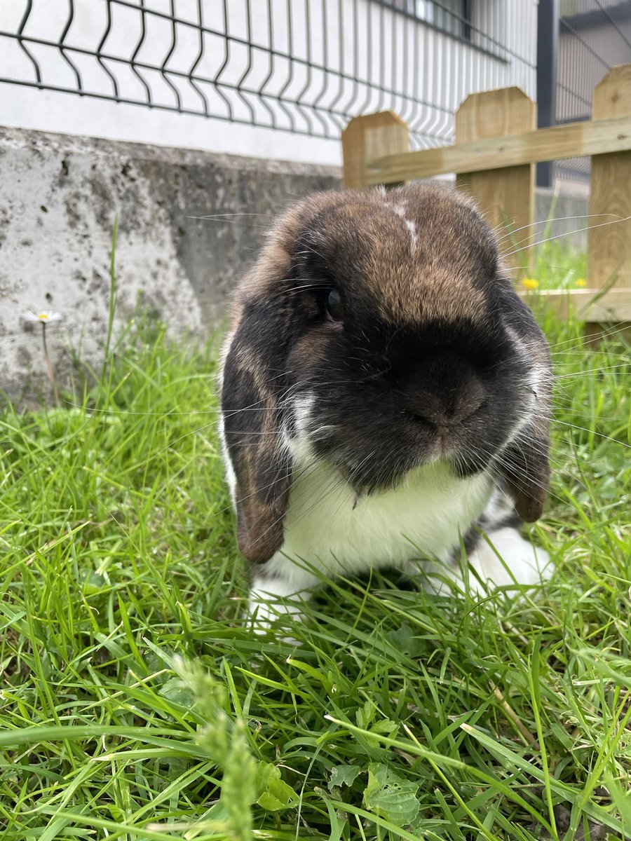 Sarty0612's tweet photo. 🐰 My bunny Winnie wishes you a happy Easter

#HappyEaster #bunnyday #rabbit https://t.co/19biTZ323o