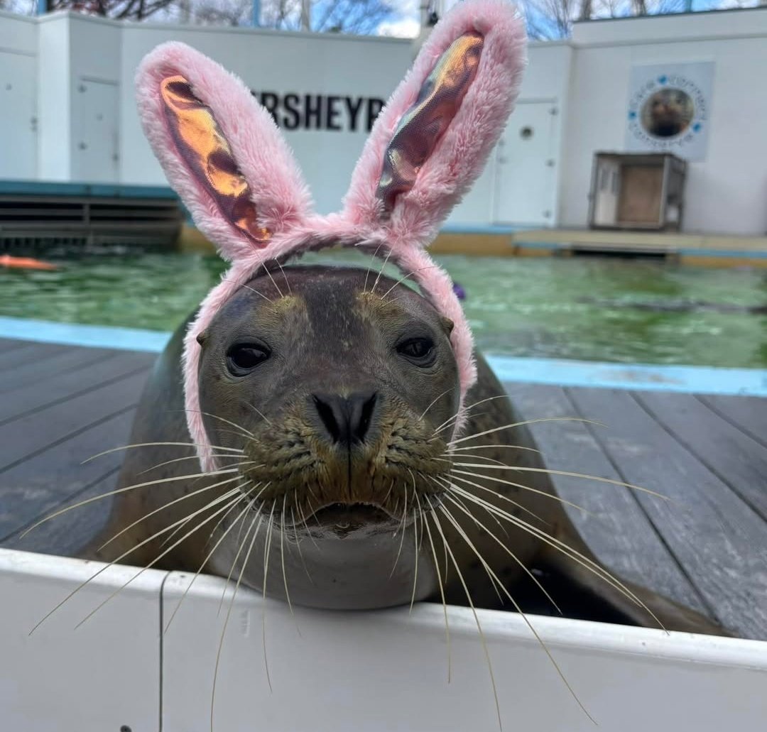 mene_seal's tweet photo. Happy easter everyseal!!! https://t.co/BvRfrLH3zj