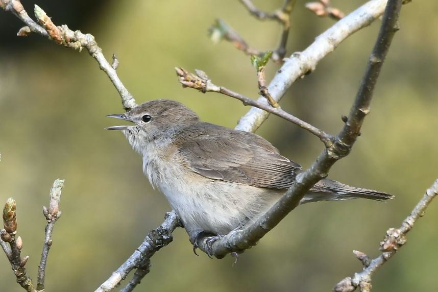 Lovely sunshine on Dartmoor this morning  made the birds came out.
With willow warblers singing everwhere, a early morning Garden Warbler, and 4 Whinchats.
