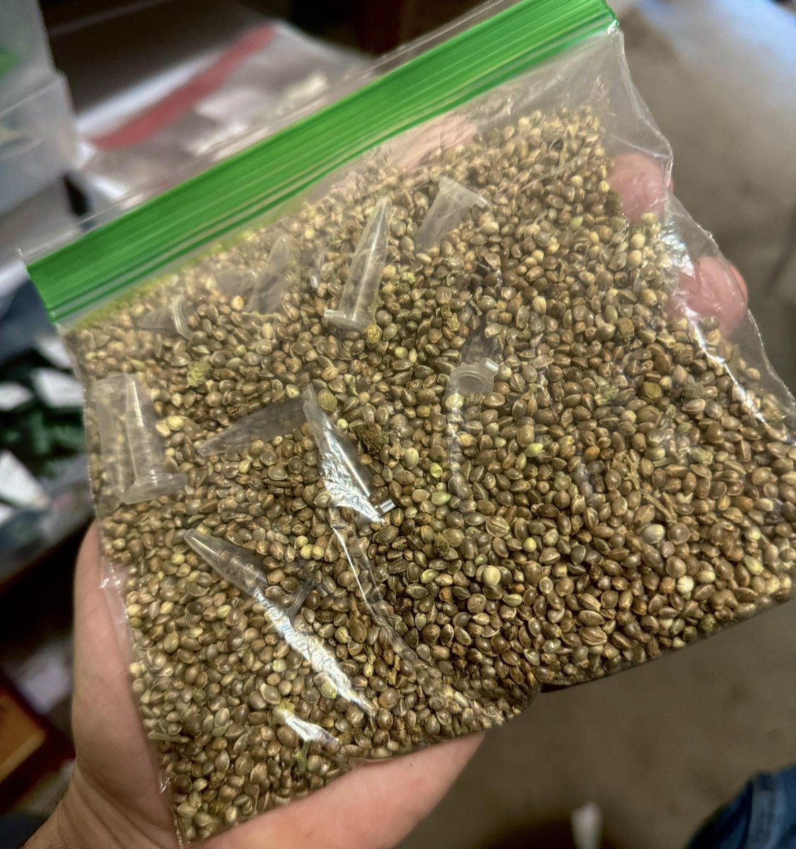 Redwoodrootsfam's tweet photo. Gonna be spreading 8k seeds all over Michigan!

It’s wild flower season 😉 

These are all mixed batches that we lost track of 

(All Feminized) https://t.co/aULdeEqG91