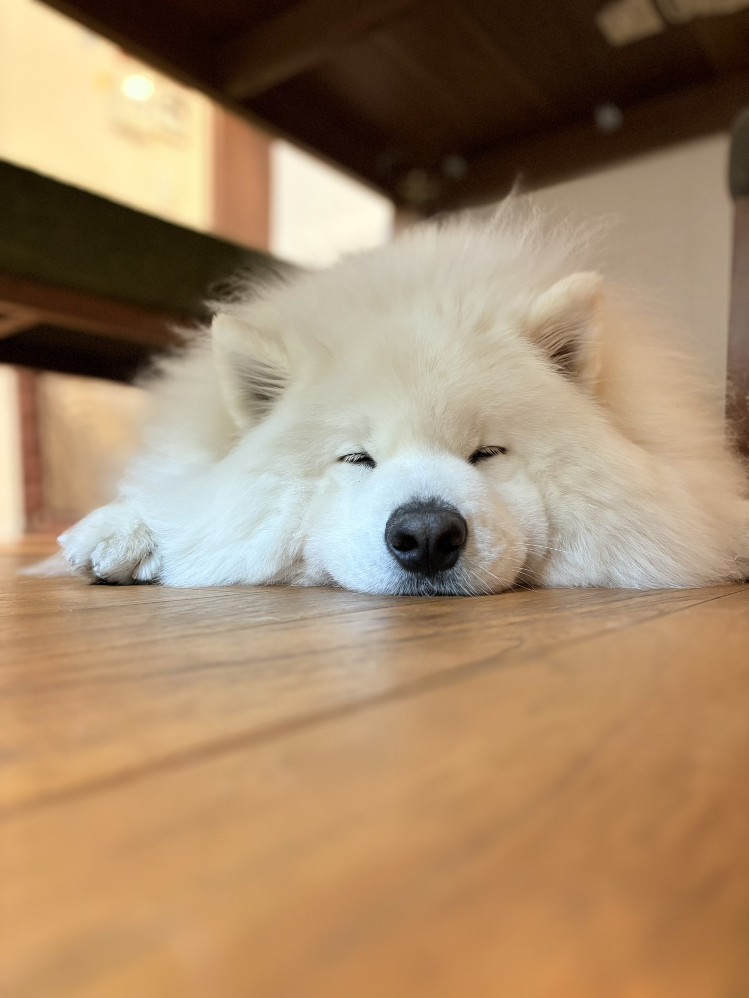 サモエドのサニー (@samoyedsunny) / X サモエドのサニー (@samoyedsunny) / X
