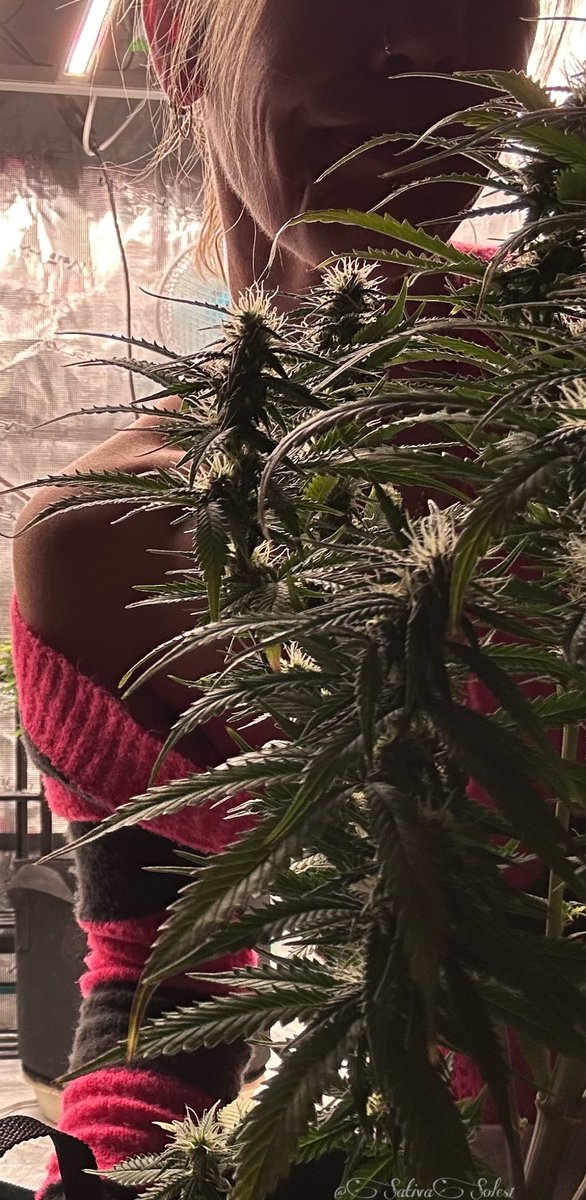 sativasoles1's tweet photo. 🪴Happy 420 you beautiful potheads😮💨💨#StonerFam #CannaLand #Frowmies #CannabisCommunity #Mmemberville🤟💚 #WeedLovers #Pothead #Stoners #MarijuanaMagic #cannababe #Cannabis #GrowYourOwn #CanYouRoll #HappyEaster2025 @seedsexpress #ImaMakeYouSmile😮💨 https://t.co/DWch7oQwWX