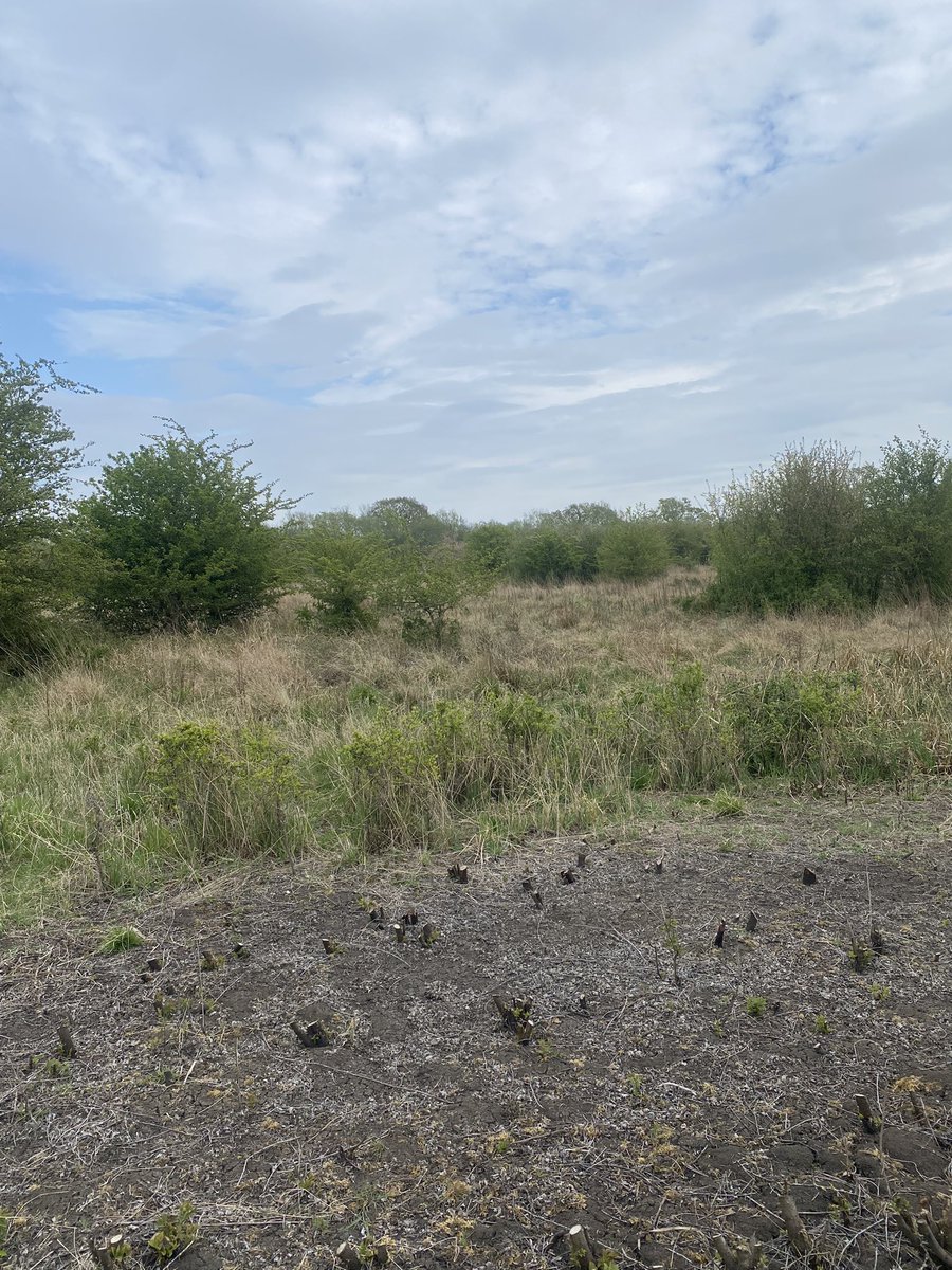 Fantastic variety of warblers in the lovely scrub at <a href="/RSPBotmoor/">RSPB Otmoor</a>: my first common whitethroat, lesser whitethroat, gropper, reed warbler and sedge warbler of the year. Heaven for a passerine addict like me!