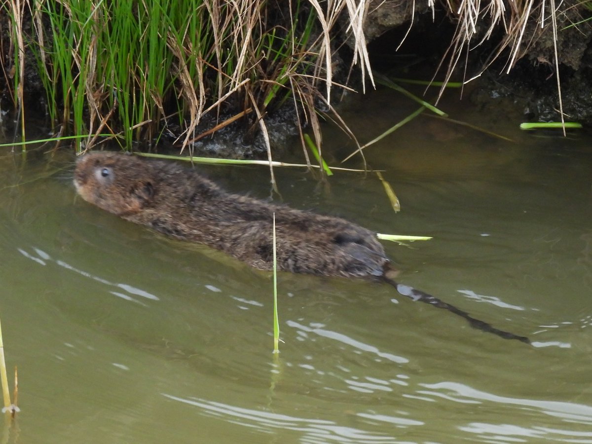 teaselstudio1's tweet image. What is it they say? Don't forget to look down? All the spotter scopes scanning the reed beds and I'm happily listening to this chap munching on a tender young stem.