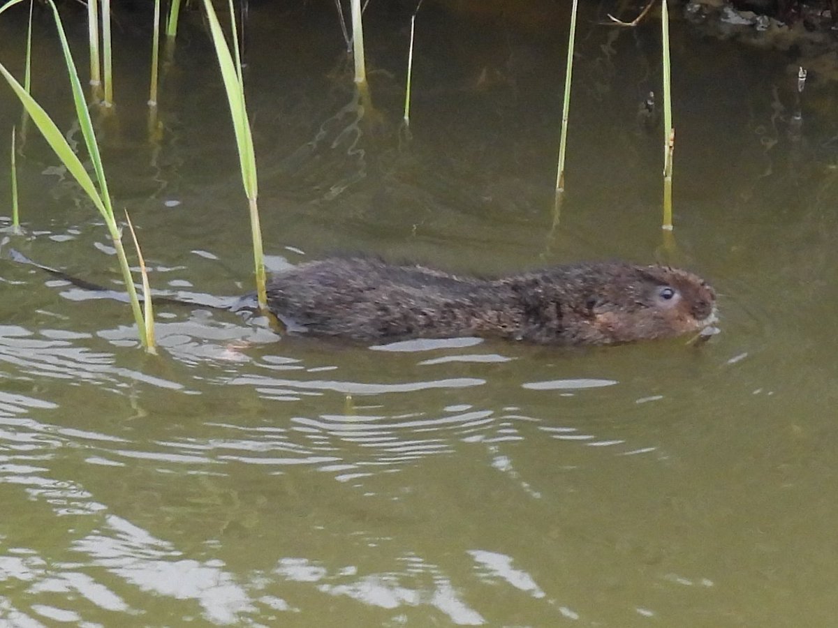 teaselstudio1's tweet image. What is it they say? Don't forget to look down? All the spotter scopes scanning the reed beds and I'm happily listening to this chap munching on a tender young stem.