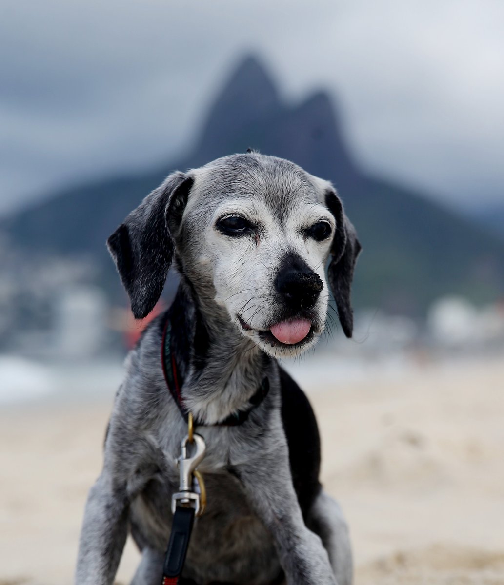 BobKarpDR's tweet photo. Today was the 17th annual birthday portrait session for the world’s most spoiled dog. Tomorrow is the big day &amp; we can’t wait to share it! But for now, here’s something special: rare behind-the-scenes outtakes from todays shoot
Monday, we celebrate Bodhi turning 17 🐾💙#Bodhiat17 https://t.co/IuFgw0Tcif