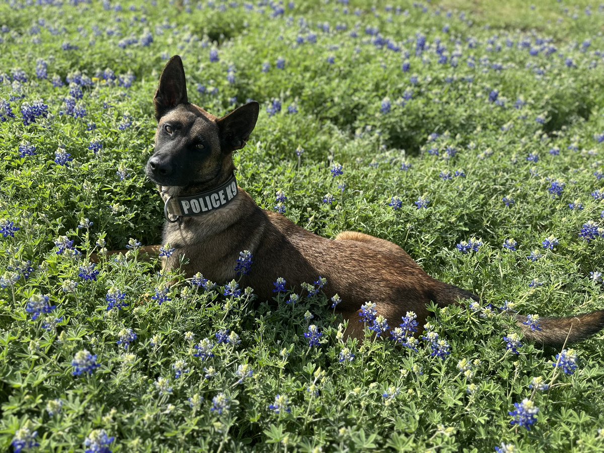 From our family to yours, we wish you a safe and Happy Easter Sunday! #easter #bluebonnets
