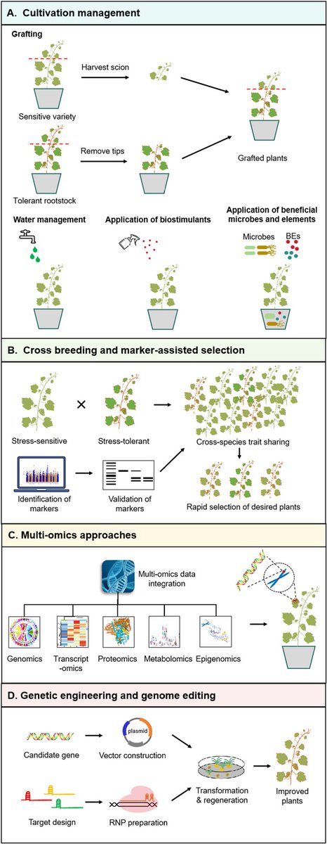 Abiotic stress in plants (Green Survivors) (@abioticstress) on Twitter photo Review by Ren et al. <a href="/PlantCellEnvir/">Plant Cell & Environment</a> <a href="/wileyplantsci/">Wiley Plant Science</a>
#Sensing, Adapting and #Thriving: How #Fruit Crops Combat #Abiotic Stresses
onlinelibrary.wiley.com/doi/full/10.11…
<a href="/AbiluTangwa/">Tangwa Abilu.🌿🌏🌾🍀🍃.SDG's.</a> <a href="/fruitcartBYE/">sk 🌾IA</a> <a href="/sci_plant/">Plant Science</a> <a href="/DC_SciArt/">Daria Chrobok (Ph.D.)</a> <a href="/gain4crops/">Gain4Crops</a> <a href="/unlagrohort/">Nebraska Agronomy and Horticulture</a> <a href="/TAMUHortPhysLab/">Rossi's Hort Crop Physiology Lab 🍇🍊🍑🫒</a> <a href="/HortiPlant/">Horticultural Plant Research</a> <a href="/Hortres/">Horticulture Research</a> <a href="/FAO/">Food and Agriculture Organization</a> Review by Ren et al. <a href="/PlantCellEnvir/">Plant Cell & Environment</a> <a href="/wileyplantsci/">Wiley Plant Science</a>
#Sensing, Adapting and #Thriving: How #Fruit Crops Combat #Abiotic Stresses
onlinelibrary.wiley.com/doi/full/10.11…
<a href="/AbiluTangwa/">Tangwa Abilu.🌿🌏🌾🍀🍃.SDG's.</a> <a href="/fruitcartBYE/">sk 🌾IA</a> <a href="/sci_plant/">Plant Science</a> <a href="/DC_SciArt/">Daria Chrobok (Ph.D.)</a> <a href="/gain4crops/">Gain4Crops</a> <a href="/unlagrohort/">Nebraska Agronomy and Horticulture</a> <a href="/TAMUHortPhysLab/">Rossi's Hort Crop Physiology Lab 🍇🍊🍑🫒</a> <a href="/HortiPlant/">Horticultural Plant Research</a> <a href="/Hortres/">Horticulture Research</a> <a href="/FAO/">Food and Agriculture Organization</a>