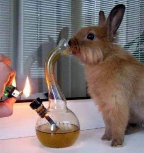 AmericanSpiri11's tweet photo. #EasterMeme
#EasterSunday2025
#fourtwenty https://t.co/xeCPvzE7m9