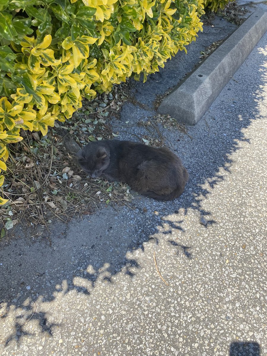 K13raa's tweet photo. omgggg saw so many cats this week so cute:3 https://t.co/157Tvm9JCX