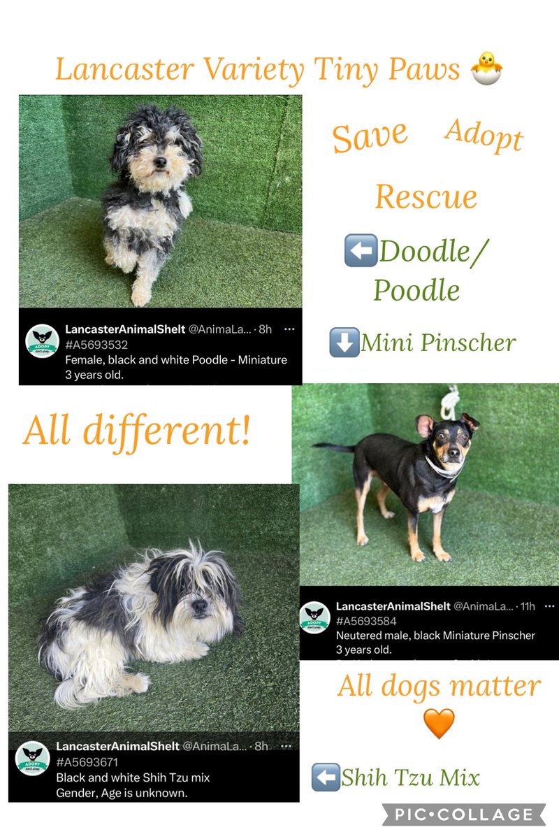 SarahjaneGille1's tweet photo. Lancaster #PoodleDoodle βfluff Ball of cutenessβ F 3yrs #REPOST just because Easter dogs need us! #californiadoodlerescue #norcalpoodlerescu #TinyPawsResQ #dogswithoutborders #littledogrescue #smallbreedrescueofsocal #muchlove #luckytails #pupswithoutborders #maedayrescue #save https://t.co/vaxkEZ9Szt