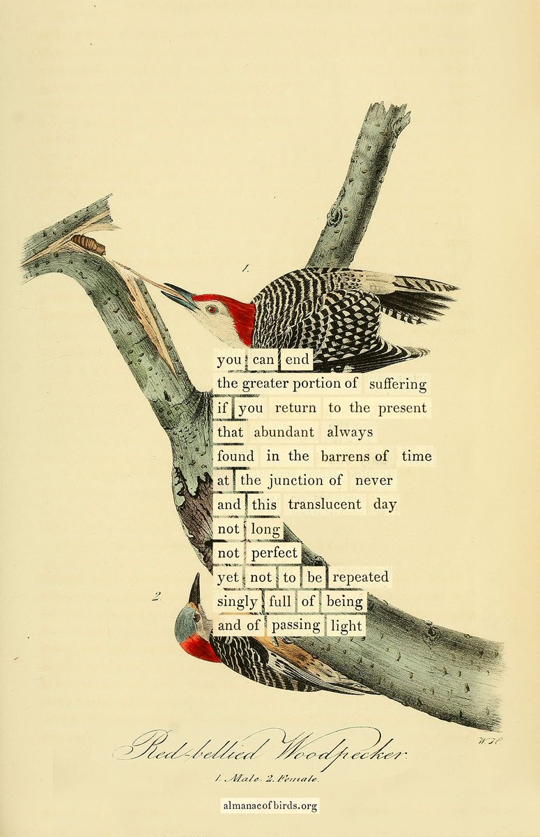 Maria Popova tweet media