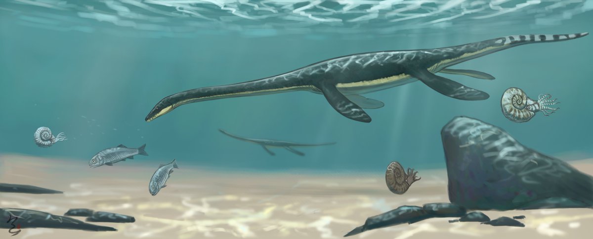 Yunguisaurus liae
This is an animal that is not very good at swimming and is more active in shallow waters near the sea~