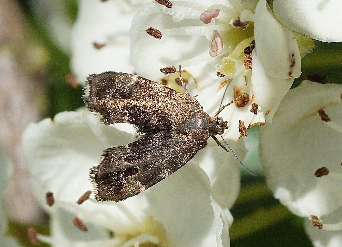 BlueBir00526844's tweet photo. هذه الفراشة اللطيفة تسمى 
Anthophila fabriciana.
Anthophila: عاشقة الزهر 
fabriciana:
 تيمنًا باسم العالم الهولندي Fabricius، تلميذ العالم Linné، والذي اكتشف ١٠ آلاف نوع من الحشرات أي ثلاثة أضعاف ما اكتشفه أستاذه. بالإنجليزية اسمها nettle tap أي ثاقبة القرّاص (غذاؤها المفضل). https://t.co/384tMXRSuF