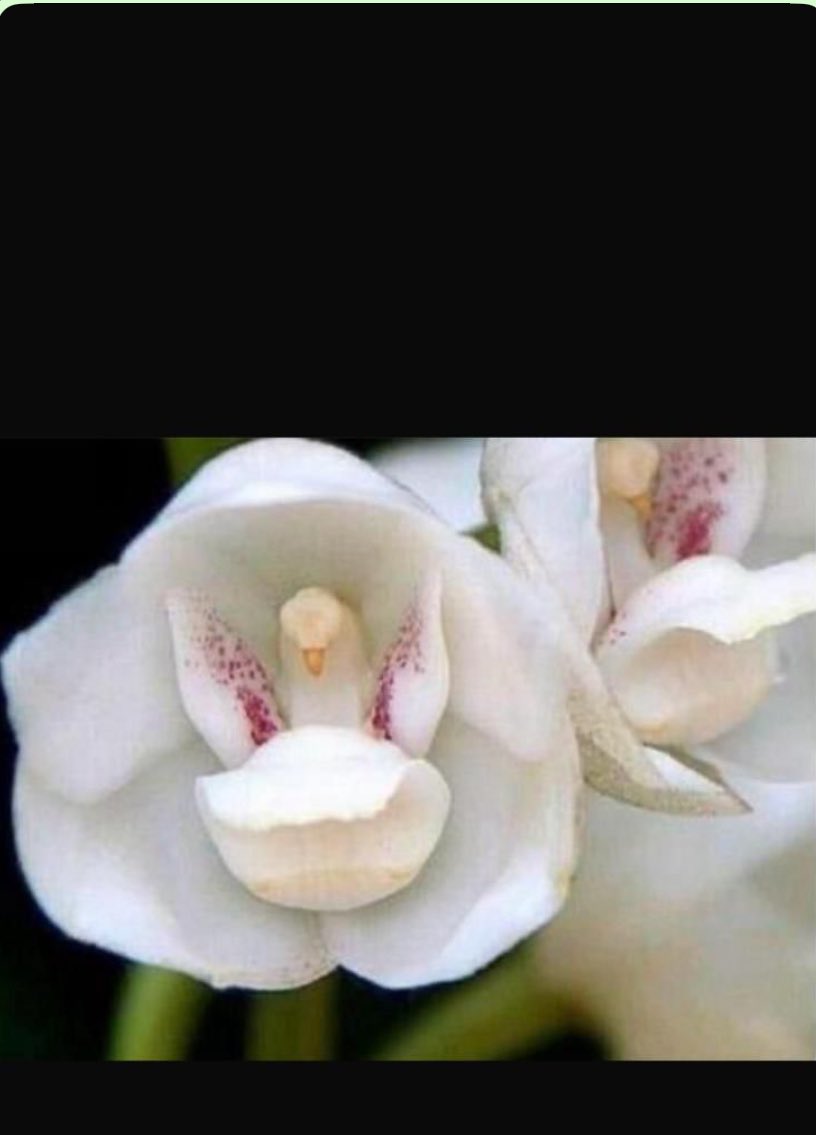 lanciostory's tweet photo. Questo fiore si chiama Elata, orchidea originaria del Brasile che porta al suo interno la Colomba della Pace , fiorisce solo durante la Settimana Santa , noto come fiore dello Spirito Santo .Si dice che devi inviarlo con il cuore a coloro che vuoi benedire .Buona Pasqua https://t.co/bWbVxbvYsn