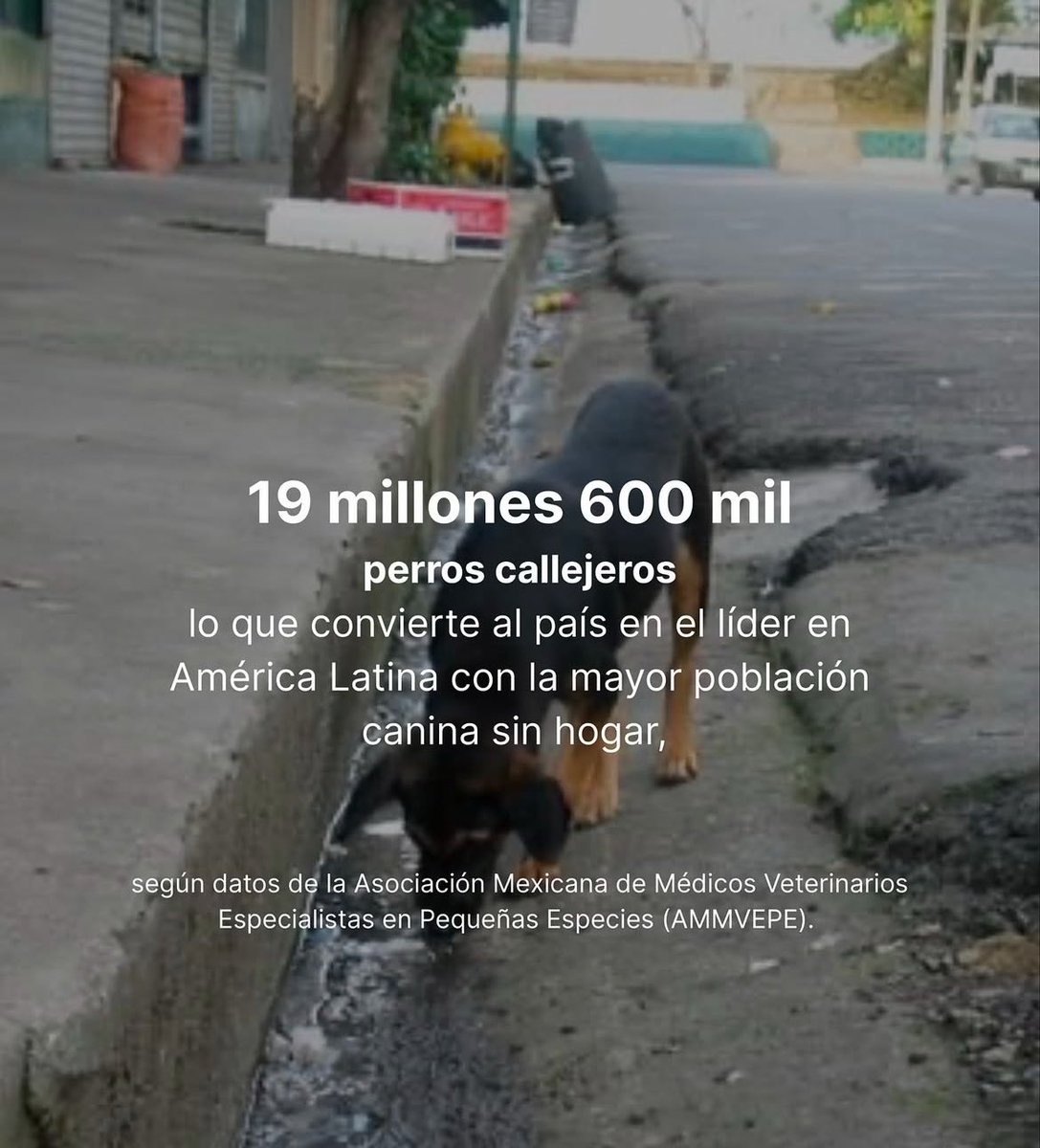 Andrea Gonzalez (@andreaglezber) on Twitter photo Estos datos son de México. Y pensar que hay gente que se la vive criticando a <a href="/FundacionToby/">Fundación Toby</a>. Las admiro y mucho. Estos datos son de México. Y pensar que hay gente que se la vive criticando a <a href="/FundacionToby/">Fundación Toby</a>. Las admiro y mucho.