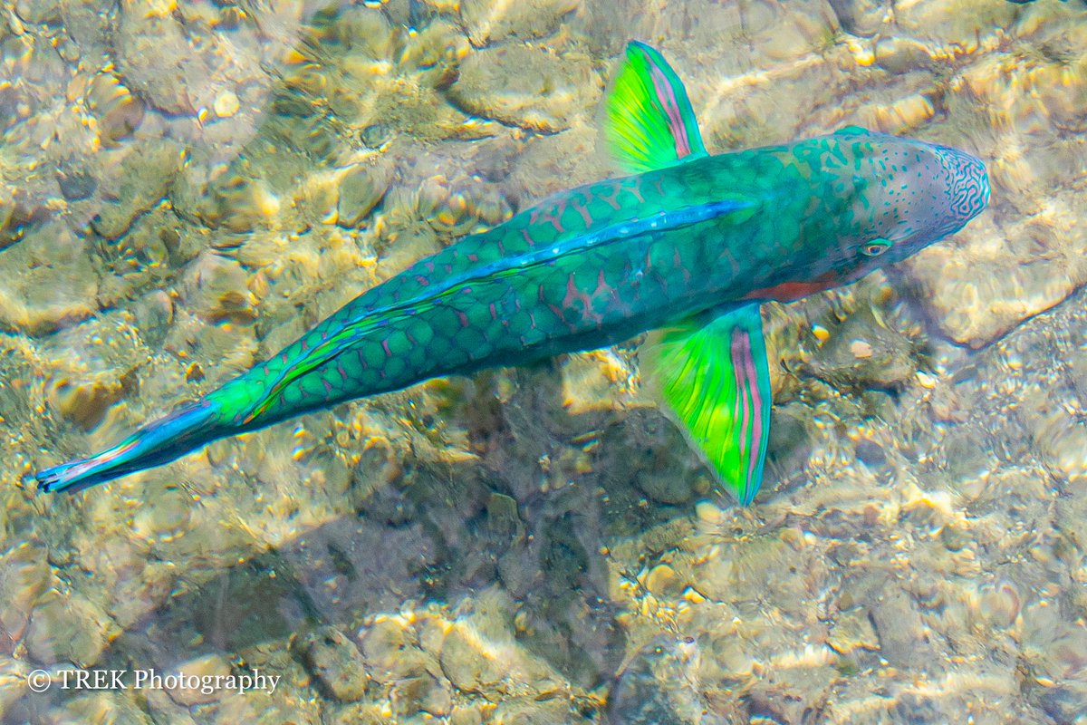 𝐓𝐑𝐄𝐊🇯🇵🐉👽☯️☀️⛩️💖📸🌈 tweet media