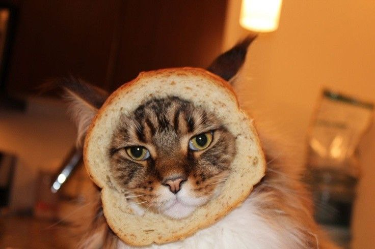 INBREDCATONSOL's tweet photo. some kitties are born to loaf🍞🫵😹🍞 https://t.co/zYq41M2DPd