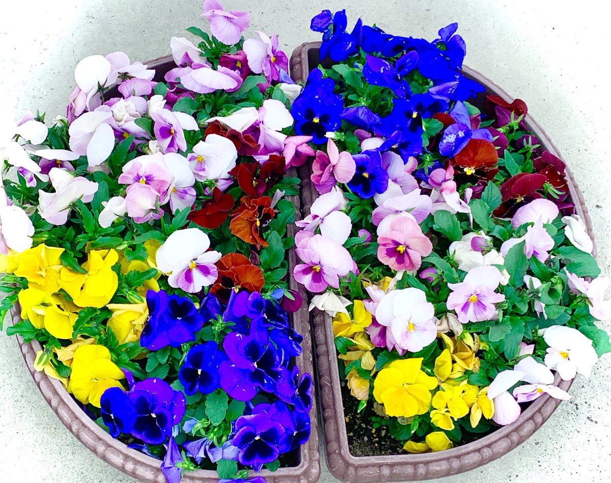peachiclin's tweet photo. 今年のチューリップ は、原種系も植えました。　小振りで可愛いですね。　パンジーも元気に咲いています。 https://t.co/d0EQPVfCB5