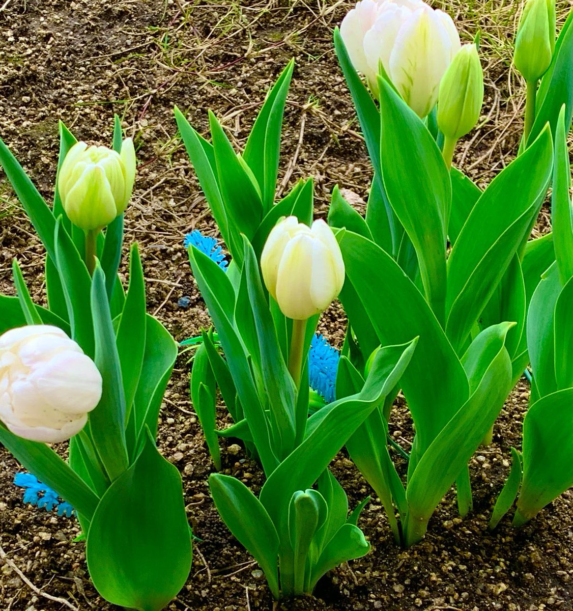 peachiclin's tweet photo. 今年のチューリップ は、原種系も植えました。　小振りで可愛いですね。　パンジーも元気に咲いています。 https://t.co/d0EQPVfCB5