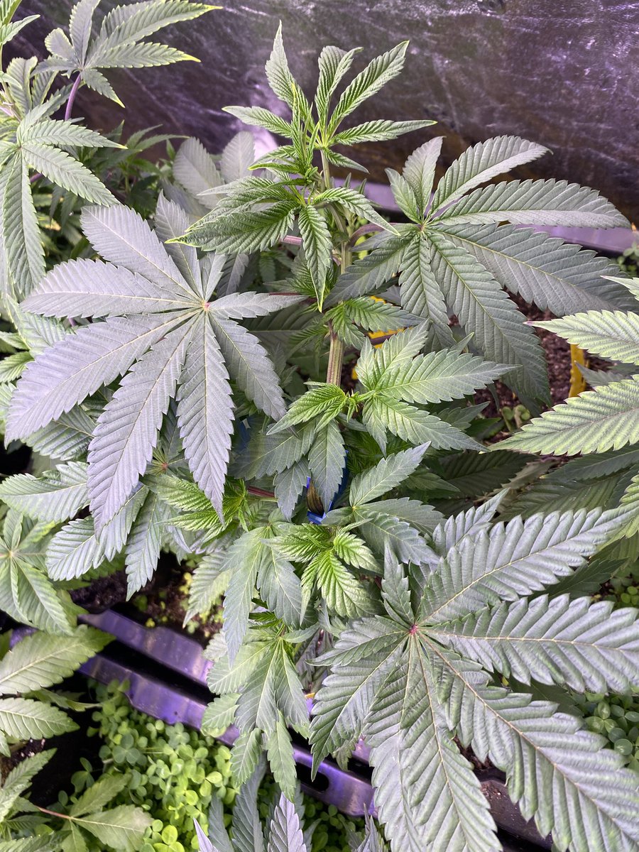 J Baked (@twolargedabs) on Twitter photo Quick recovery for this Devine Comedy #4 <a href="/SocalSeedVault/">Socal Seed Vault</a> new soil is still balancing out, tossing in some worms later been feeding them heavily lately ๐ช Quick recovery for this Devine Comedy #4 <a href="/SocalSeedVault/">Socal Seed Vault</a> new soil is still balancing out, tossing in some worms later been feeding them heavily lately ๐ช