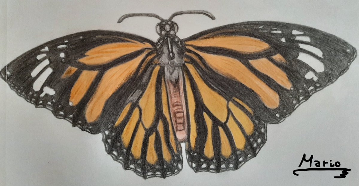 Marioredd19's tweet image. Resultado de un tutorial de cómo dibujar una mariposa, por la artista Bonny Snowdon. Espero que os guste.
#bonnysnowdonacademy @DeviantArt #tutorialart #butterfly #traditionalart