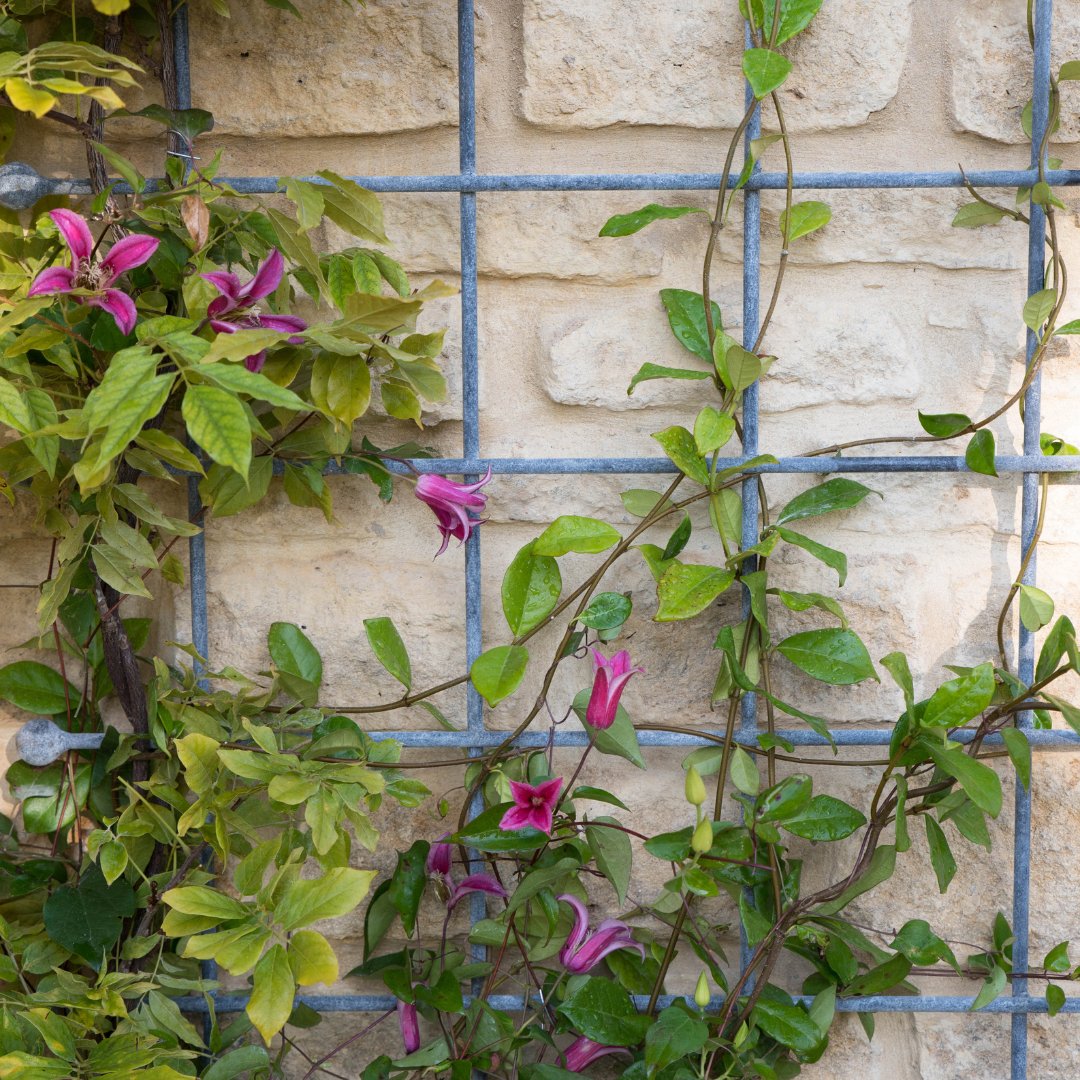 HarrodHort's tweet photo. Bring height, form, and effortless charm to your garden with the Southwold Trellis, Perfect for guiding climbing plants or adding interest to a bare wall 🤩 https://t.co/zPnmT4ODMM