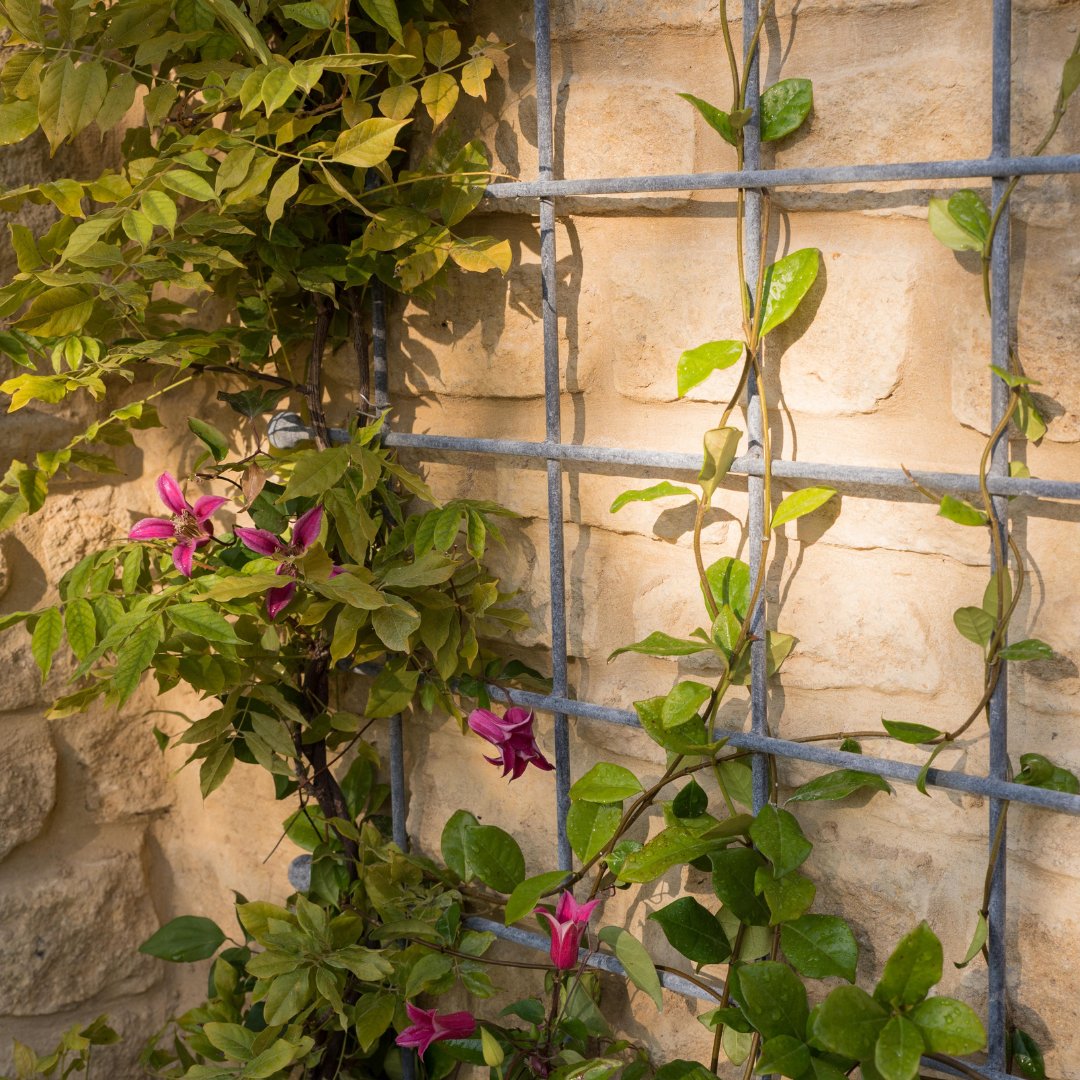 HarrodHort's tweet photo. Bring height, form, and effortless charm to your garden with the Southwold Trellis, Perfect for guiding climbing plants or adding interest to a bare wall 🤩 https://t.co/zPnmT4ODMM