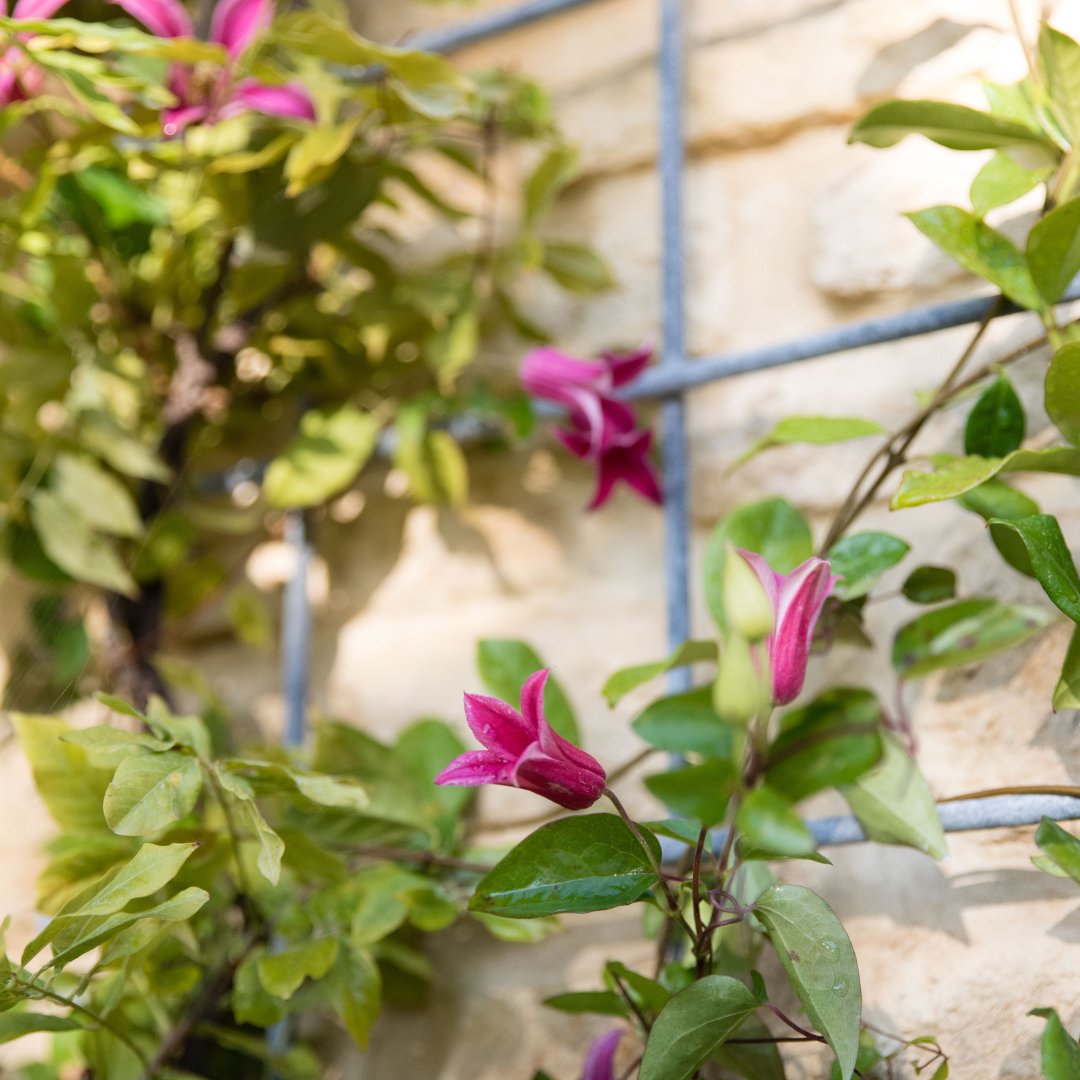 Bring height, form, and effortless charm to your garden with the Southwold Trellis, Perfect for guiding climbing plants or adding interest to a bare wall 🤩