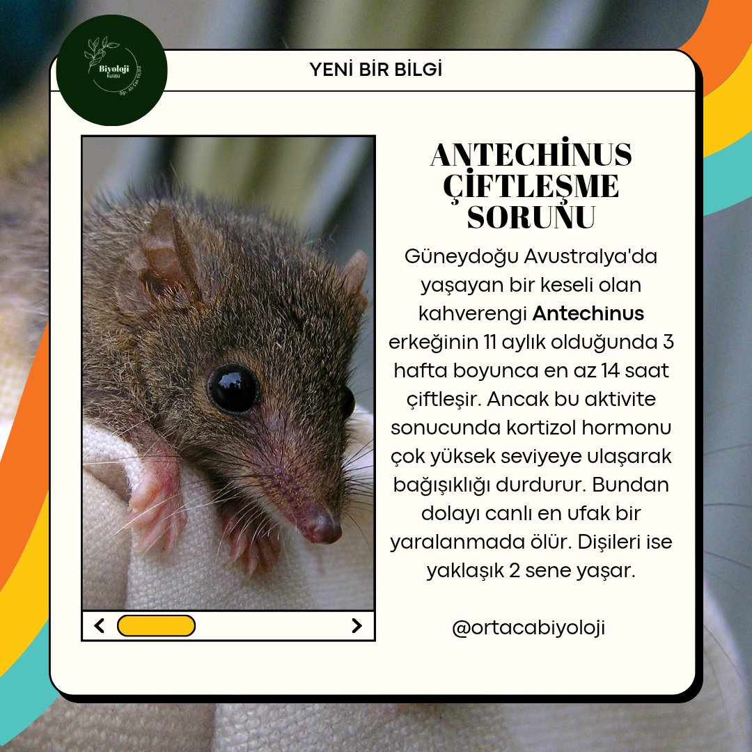 ortacabiyoloji's tweet image. #Biyoloji #Bilim #Antechinus