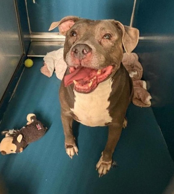 MoishesMom's tweet photo. Re-Intake- Rambo- Returned2️⃣family 2️⃣months ago- Found Stray2️⃣day👿

Beautiful Rambo is 7️⃣ yrs old 🚫👦🧒 Must be “The Only” #NYCACC

🚫MoreReturnReuintedwithFamily 

#FosterForRambo #NHRForRamboNYC

Rambo needs Pledges2️⃣🙏🏻him🤞🏻

Let’s put a smile on his face
#FostersDriveRescue https://t.co/xHNRudnt9X