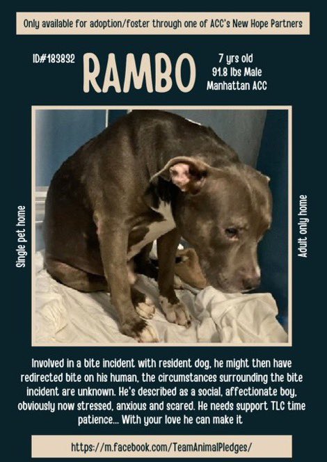 MoishesMom's tweet photo. Re-Intake- Rambo- Returned2️⃣family 2️⃣months ago- Found Stray2️⃣day👿

Beautiful Rambo is 7️⃣ yrs old 🚫👦🧒 Must be “The Only” #NYCACC

🚫MoreReturnReuintedwithFamily 

#FosterForRambo #NHRForRamboNYC

Rambo needs Pledges2️⃣🙏🏻him🤞🏻

Let’s put a smile on his face
#FostersDriveRescue https://t.co/xHNRudnt9X