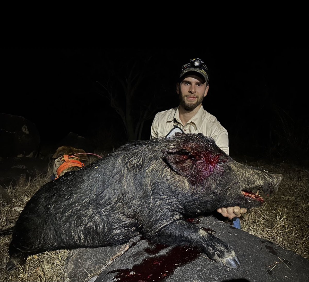 Aqua_Hunt_Aus's tweet photo. Biggest Boar for the weekend. Not much tusk on him but still gave the dogs a touch up👊 #wildboar #pighunting #hoghunting #hunting #pighuntingaustralia #pigdogs #australia #aquahunt https://t.co/KNjCxNQddN