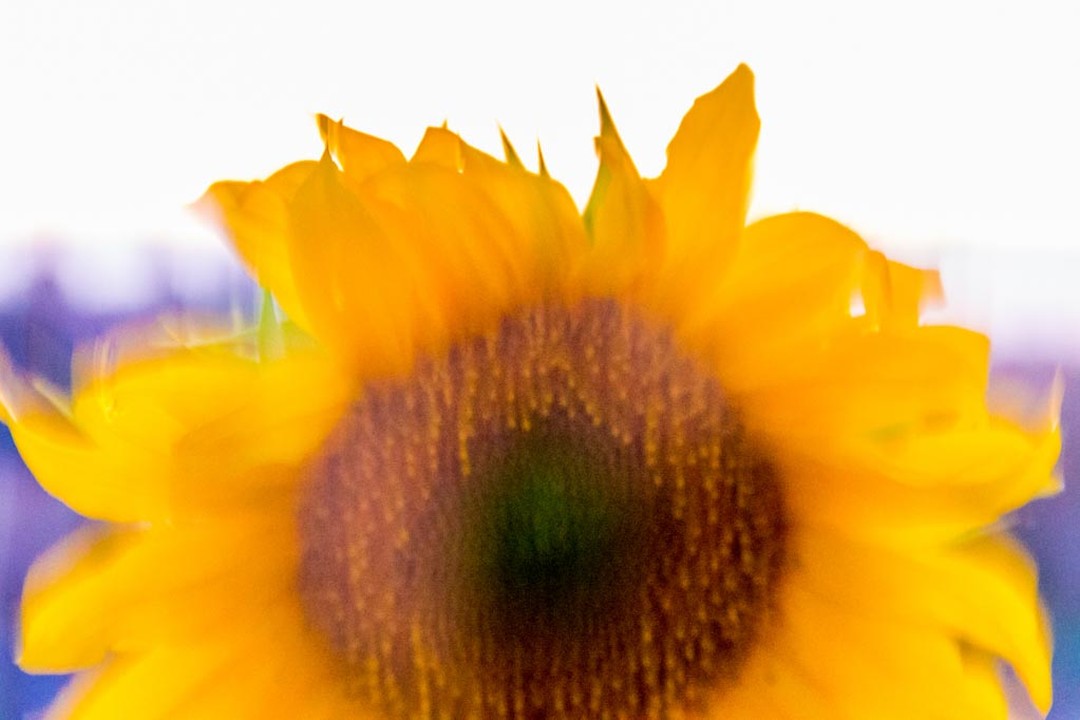 Neblina y girasoles 🌻🌻☁️☁️