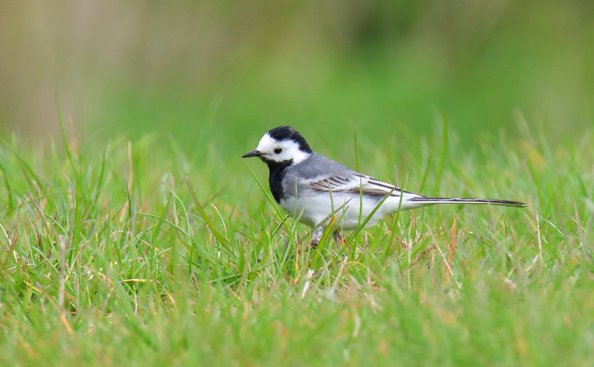 Een witte kwikstaart in zijn natuurlijke omgeving! 🌿✨
#Wittekwikstaart #natuurpracht #vogel