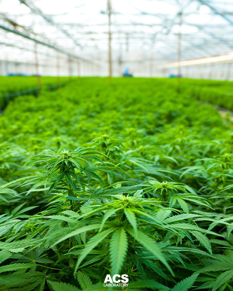 ACSLaboratory's tweet image. Florida cannab*s treatment centers: BioTrack compliance is here. ACS Laboratory is fully integrated and ready to support your seed-to-sale tracking needs.​ Learn more: acslab.com/compliance/par…​

#BioTrack #Compliance #MMTC #FLDispensary #ThirdPartyTesting #ACSLaboratory