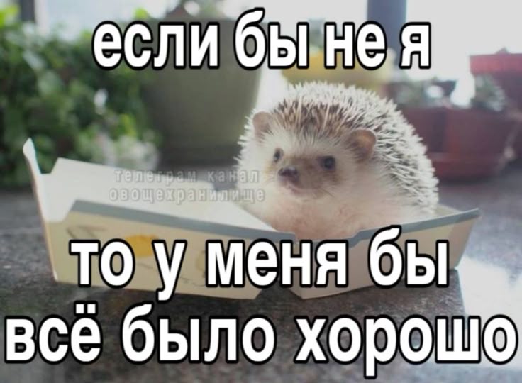 увы