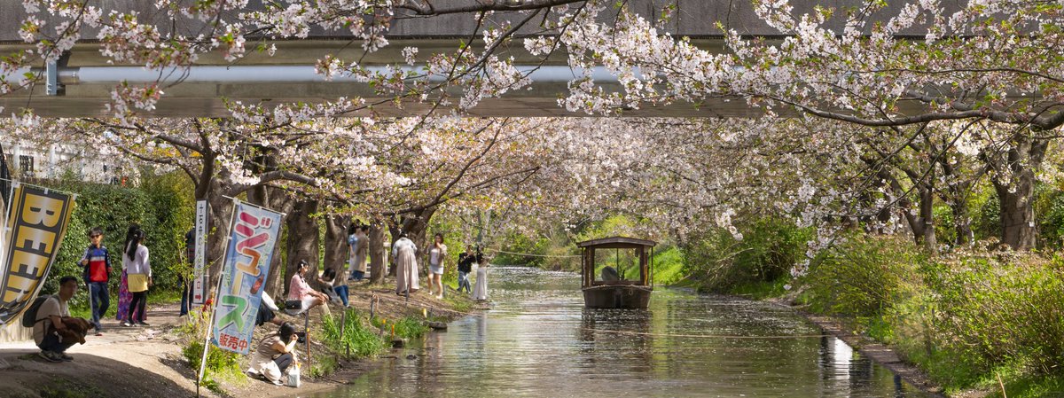 _harmoid_'s tweet photo. 四月京都
4月の京都
Kyoto in April
#cherryblossom https://t.co/myf33hLd1Y