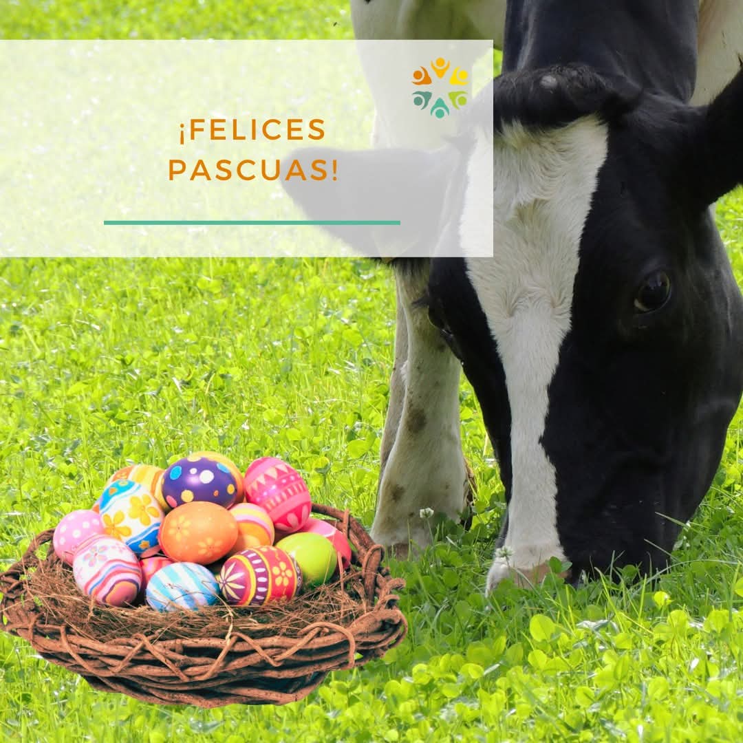¡Felices Pascuas! ✨

Que este tiempo sea de reflexión, de reconectar con lo que realmente importa y de encuentro con nuestros seres queridos 🫂🪺

#FelicesPascuas