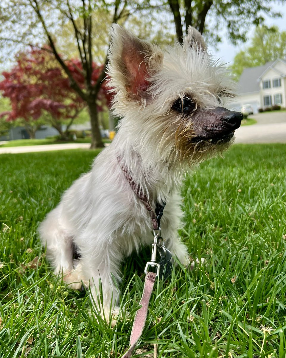 DarlaWonderDog's tweet photo. Happy Easter from your friend Darla the Wonder Dog! #darla #darlathewonderdog #easter #happyeaster https://t.co/Ul6bFG7kVP