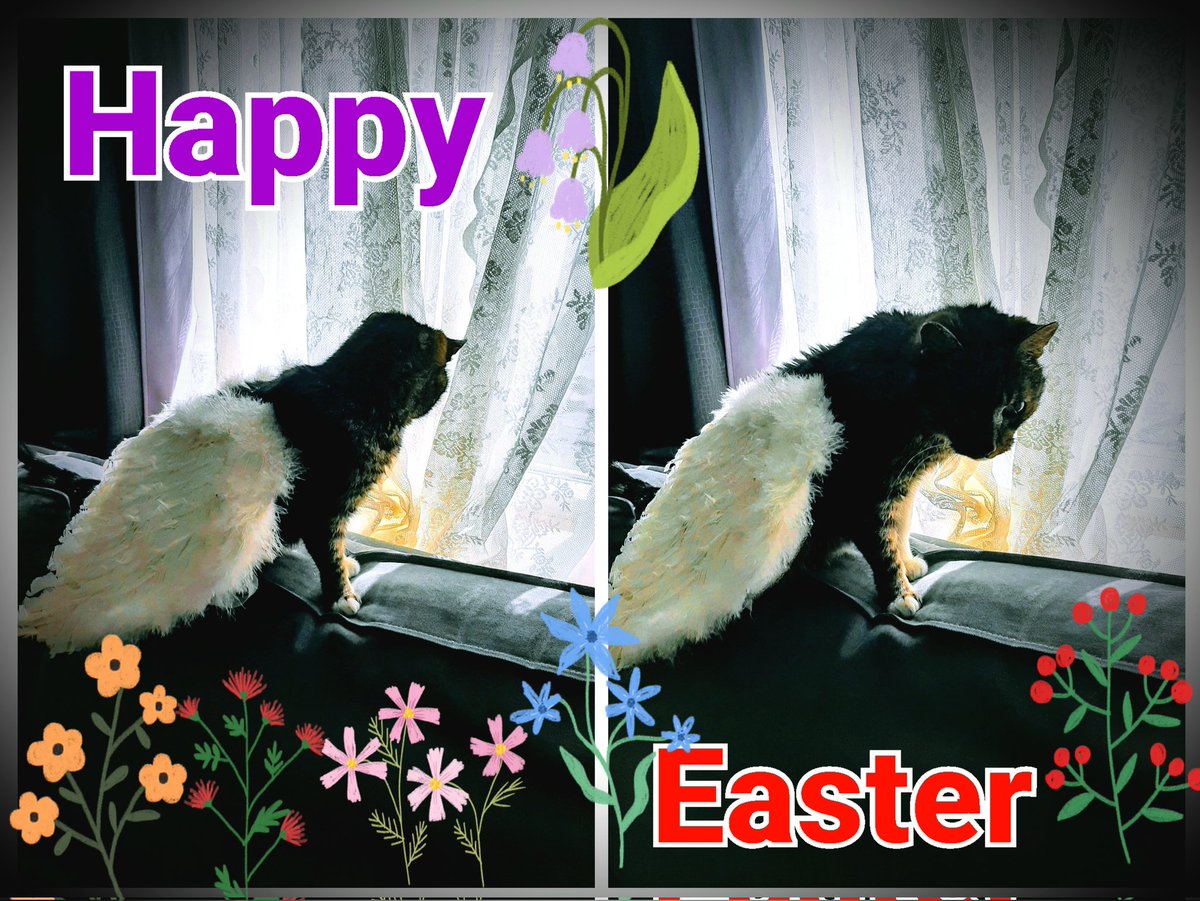 😘🕊🌟🐈‍⬛🌟🕊♥️