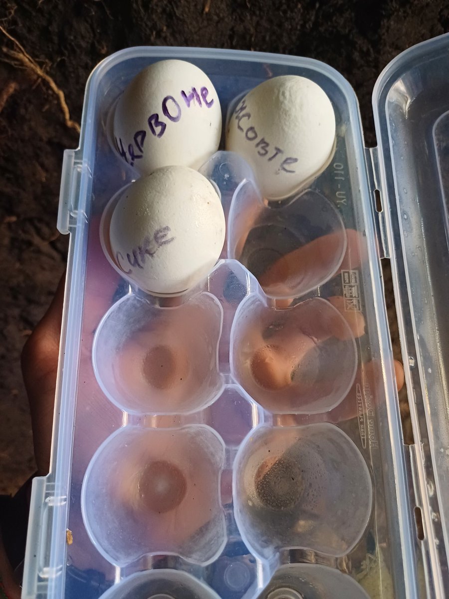 В нас теж гарні крашанки наче вийшли