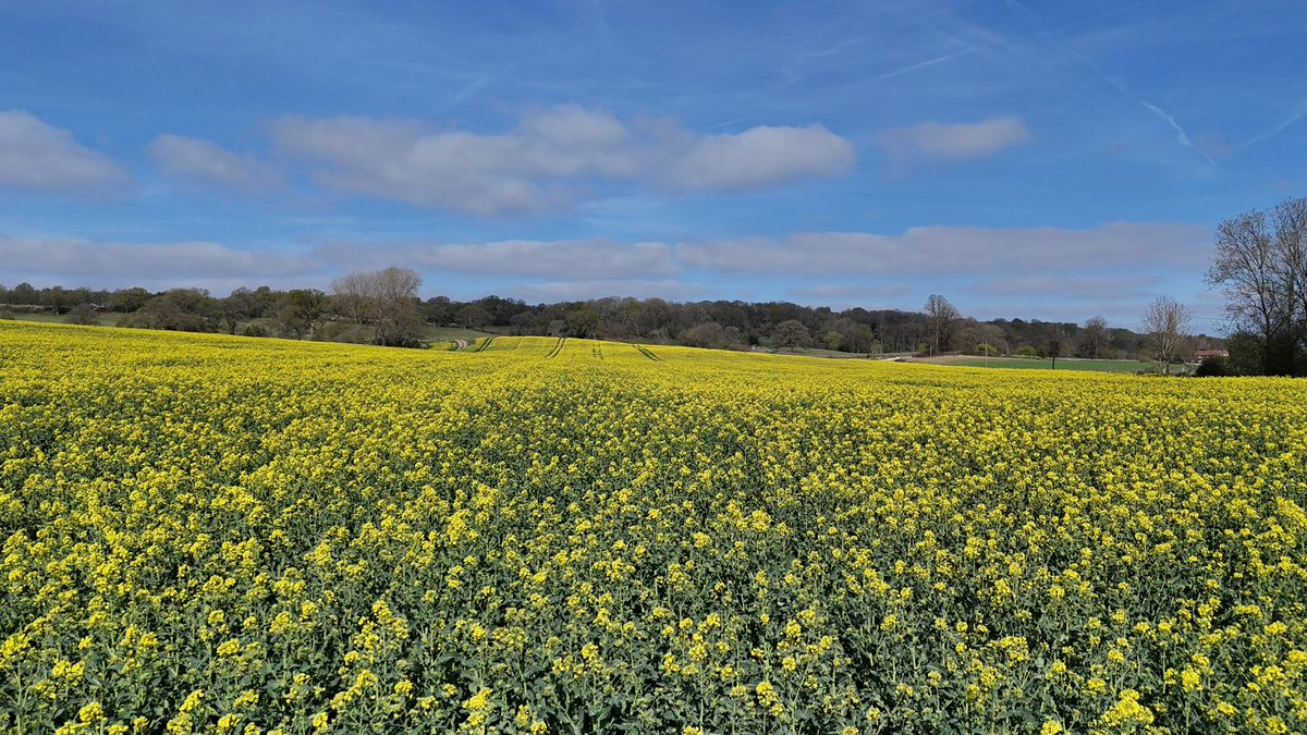 LittleBigFarm's tweet photo. Happy Easter from Berkshire!The lambs are lively, the fields are thriving, and the spring sunshine is just right.
#spring #easter #eastersunday #fyp #farming #farmers #easteregg #easterbasket #easter #drone #fullbloom #yellowfields #fields #osr https://t.co/Bip9gn7gF1