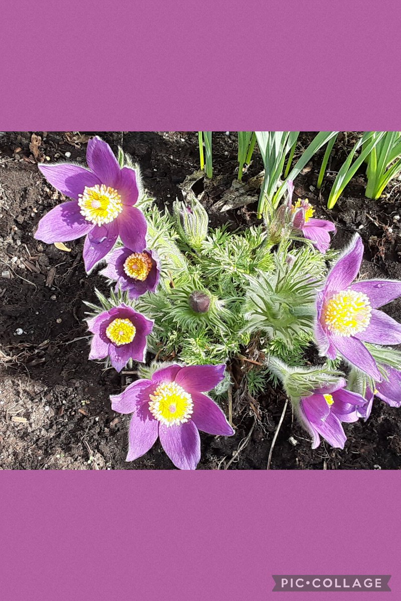 BookEnd2VEE21's tweet photo. #HappyEaster to all celebrating this most special day!  #Pasque #FLOWER https://t.co/biRmCdX2hv