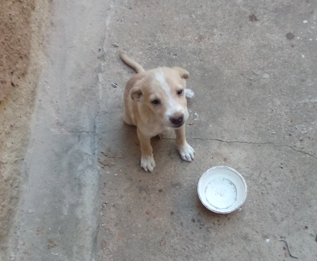 Fundación SOS CAN tweet media