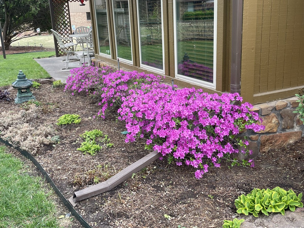 DToddWhitney's tweet photo. Things are blooming around here. https://t.co/0Nfy4Bf2xZ